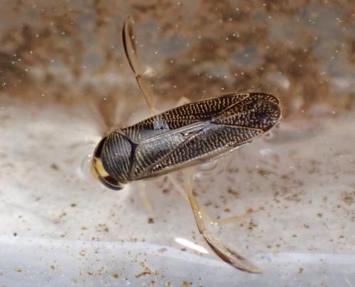 Sigara sp.